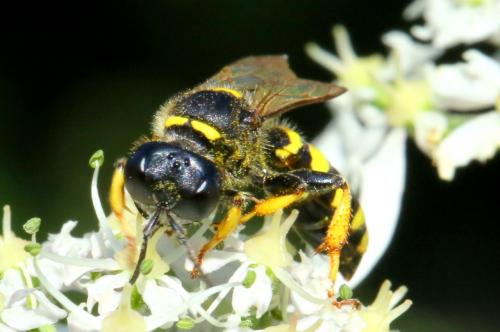 Crabro cribrarius